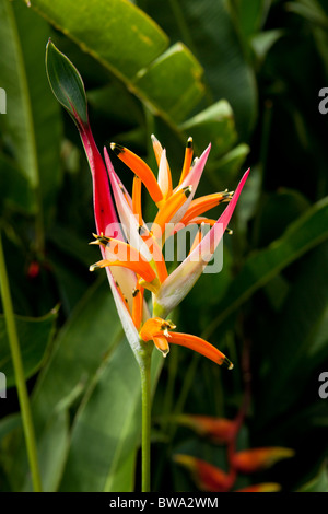 Paradiesvogel Blume, Royal Botanic Gardens, Peradeniya, Sri Lanka Stockfoto