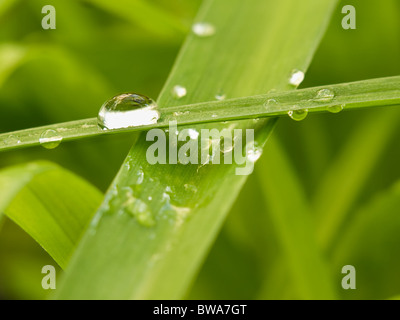 Tröpfchen auf der grünen Blätter, Closeup, flachen DOF für Hintergründe, Umwelt, Naturthemen Stockfoto