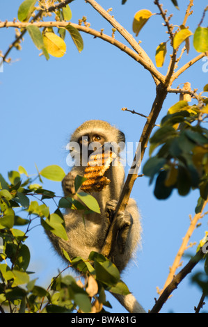 Vervet Affen Chlorocebus Pygerythrus mit einem gestohlenen Stück Toast Krüger Nationalpark in Südafrika Stockfoto