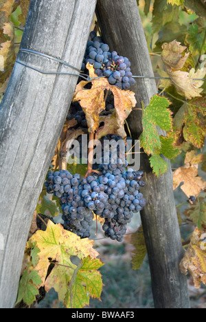 Chianti Classico Trauben wachsen in Trauben Stockfoto