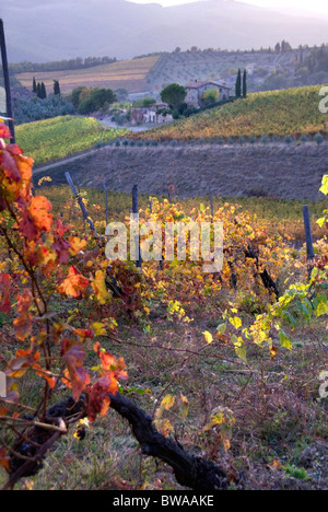 Autumn Chianti vineyards in Tuscany Italy Stockfoto