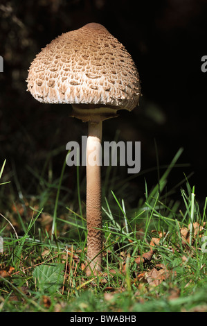 Parasol Pilz - Macrolepiota Procera nicht vollständig geöffnet Stockfoto