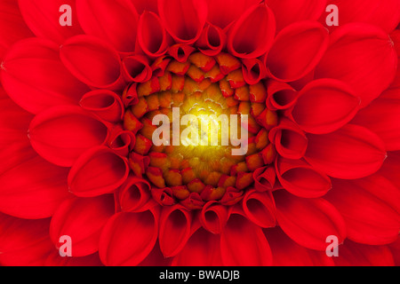 Nahaufnahme Foto einer Blume rot dahlia Stockfoto