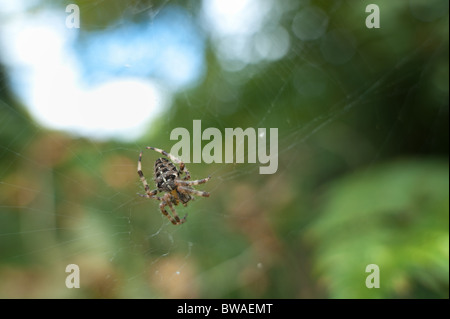 Gemeinsamen europäischen Kreuzspinne wartet im Web nach Beute mit geringen Schärfentiefe aus Fokus Hintergrund Araneus diadematus Stockfoto