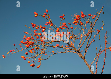 Im Herbst, Hüften eine Hundsrose (Rosa Canina). Ardèche - Frankreich. Früchte (Cynorrhodon) d'Églantier (Rosa Canina) En Automne. Stockfoto