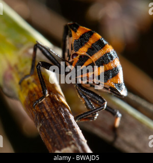 Graphosoma Lineatum, eine Art von Schild bug Stockfoto