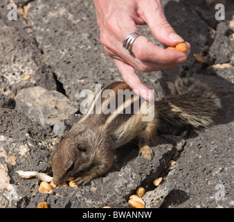 Fuerteventura, Kanarische Inseln - das so genannte "Streifenhörnchen" der Hügel der Insel, einer nordafrikanischen oder Barbary Boden Eichhörnchen Stockfoto