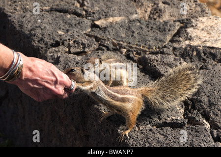 Fuerteventura, Kanarische Inseln - das so genannte "Streifenhörnchen" der Hügel der Insel, einer nordafrikanischen oder Barbary Boden Eichhörnchen Stockfoto