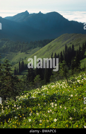 Lawine Lilien blühen an einem Berghang in Olympic Nationalpark. Stockfoto