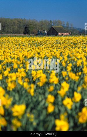Ein Feld von Narzissen am Skagit Valley Tulip Festival. Stockfoto