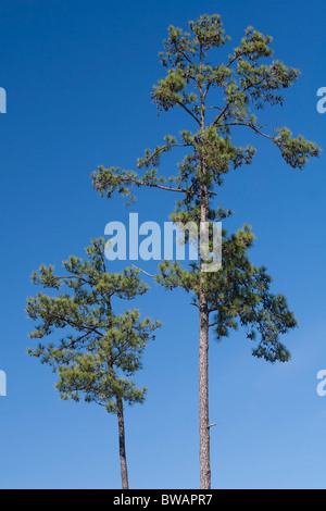 Ein paar Loblolly Pine tees Turm in den klaren blauen Himmel. Loblolly Kiefer sind auch bekannt als Southern Yellow Pine Bäume. Stockfoto