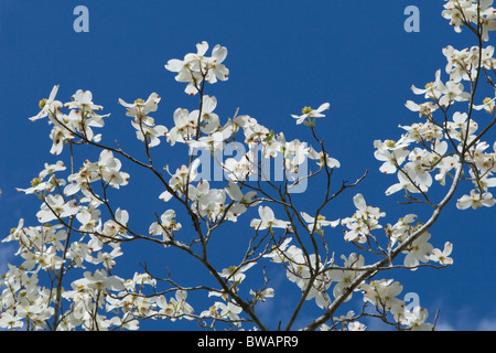 Hartriegel (Cornus Florida) Baum an einem meist sonnigen Tag im Frühling blüht. Stockfoto