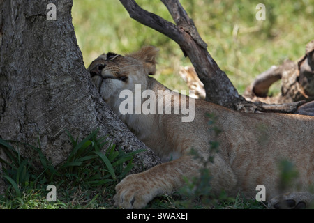 Löwenjunges schlafen, Masai Mara Game Reserve, Kenia. Stockfoto