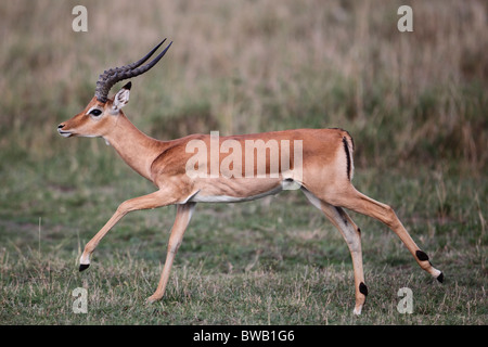 Impala-Bock, Masai Mara Game Reserve, Kenia läuft. Stockfoto