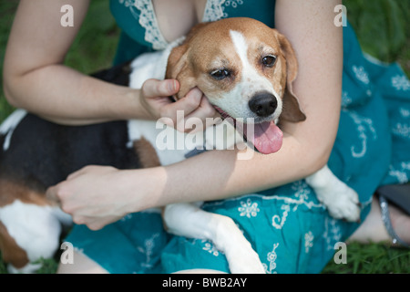 Beagle auf Besitzers Schoß Stockfoto