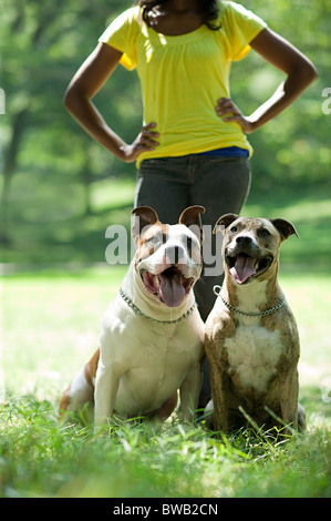 Zwei Hunde mit ihrem Besitzer Stockfoto