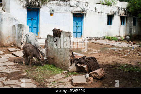 Indischen ländlichen Dorf Häuser mit einem wasserbüffel Kalb und domestizierten Kalb gebunden außerhalb. Andhra Pradesh, Indien Stockfoto