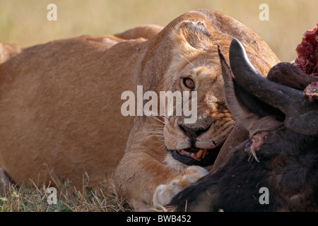 Masai Mara Löwin Fütterung auf Gnus, Kenia. Stockfoto