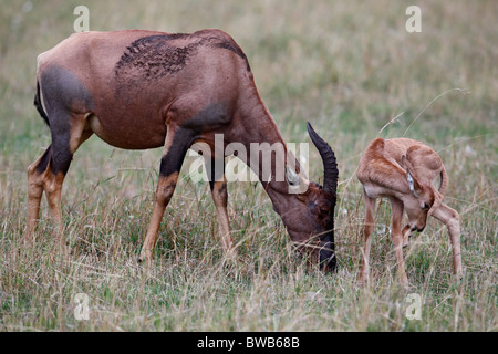 Topi-Mutter mit jungen, Masai Mara Game Reserve, Kenia. Stockfoto