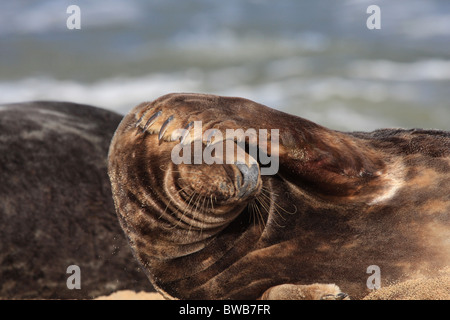 Dichtung auf East Norfolk Buche Stockfoto