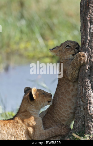 Löwenbabys spielen, Masai Mara Game Reserve, Kenia. Stockfoto