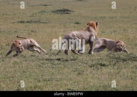 Großen männlichen Löwen Angriff auf zwei Löwinnen. Stockfoto