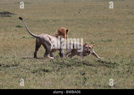 Großen männlichen Löwen angreifenden Löwin. Stockfoto