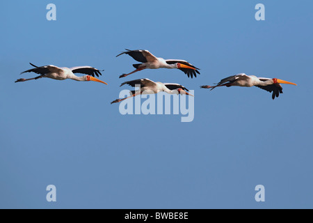 Gelb-billed Störche im Flug. Stockfoto