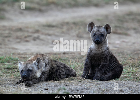 Jung entdeckte Hyänen vor ihrer Höhle, Masai Mara Game Reserve, Kenia. Stockfoto