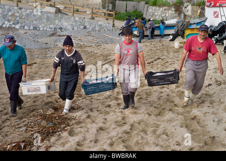 Männer tragen Kisten mit frisch gefangenen Fisch in der Küste Dorf von Quintay, Chile Stockfoto