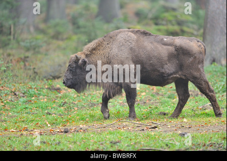 Europäische Bison - Wisent (Bison Bonasus) weiblich Stockfoto