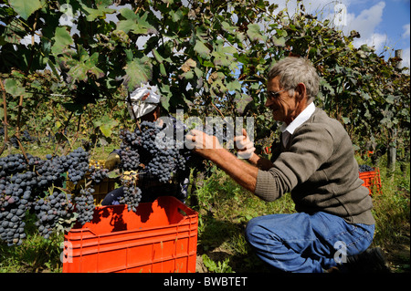 Italien, Basilicata, Roccanova, Weinberge, Traubenernte, Landwirt, der Trauben von Hand erntet Stockfoto