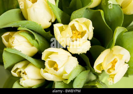 Makroaufnahme frische Tulpen mit Wasser Tropfen auf ihre Blüten und Blätter Stockfoto