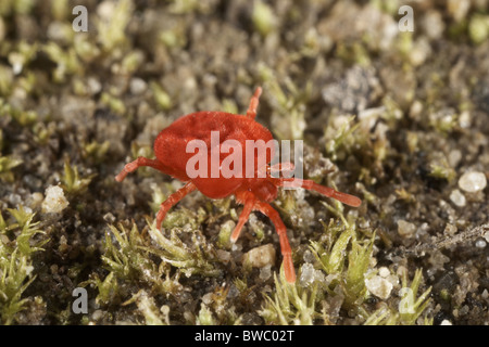 Rotem Samt Milbe, Trombidium Holosericeum oder rote Erde Milbe uk Stockfoto