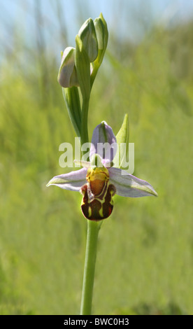 Biene Orchidee (Ophrys Apifera) Stockfoto