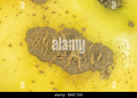 Heimischen Apfel (Malus Domestica), infizierte Früchte durch den Pilz Venturia Inaequalis. Die Krankheit ist Apfelschorf genannt. Stockfoto