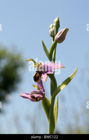 Biene Orchidee (Ophrys Apifera) Stockfoto