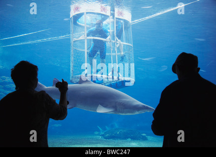 Frau, die Dreharbeiten Menschen Käfigtauchen in Hai-Aquarium im uShaka Marine World, Durban, KwaZulu-Natal, Südafrika Stockfoto