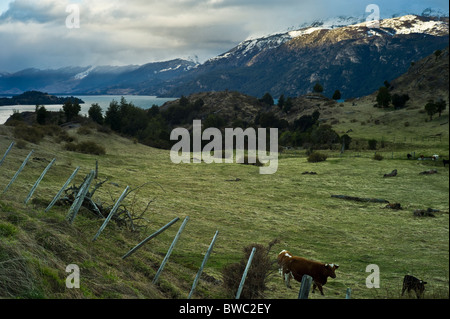 Rinder auf der Farm von General Carrera See, Aysen, Anden, Patagonien, Chile Stockfoto