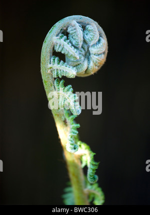 Landschaft, Pflanzen, Farne, Wedel unfurling auf immergrüne weicher Baumfarn Dicksonia Antarctica auch bekannt als Tasmanischer Baumfarn Stockfoto