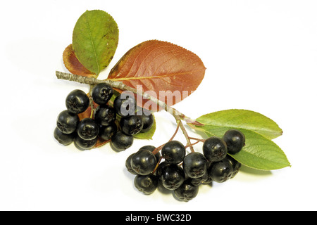 Schwarze Apfelbeere (Aronia Melanocarpa var. Melanocarpa), Zweig mit Beeren, Studio Bild. Stockfoto