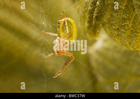 Gurke oder grünen Orb Weaver, Araniella Cucurbitina Spider Web, Dorset, Großbritannien Stockfoto