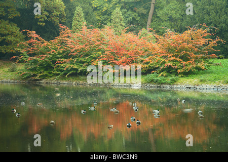 Ruhig ruhig Wasser Enten und Buche Baumschösslinge rot im Herbst Fagus sylvatica Stockfoto