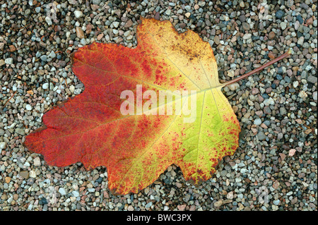 Hydrangea Quercifolia gelbe rote Herbst Blatt auf die Grütze Stockfoto