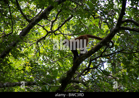 Eine reich verzierte Klammeraffe (Ateles Geoffroyi Ornatus) hoch in einem Baum im Nationalpark Tortuguero, Costa Rica. Stockfoto