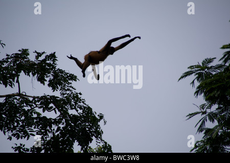 Eine reich verzierte Klammeraffe (Ateles Geoffroyi Ornatus) springt von Baum zu Baum im Nationalpark Tortuguero, Costa Rica. Stockfoto