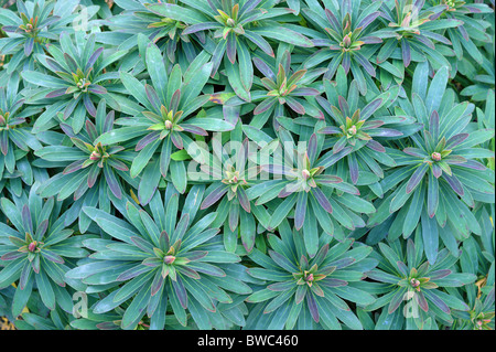 Martins Wolfsmilch kühlen grünen Blätter Nahaufnahme Euphorbia martini Stockfoto