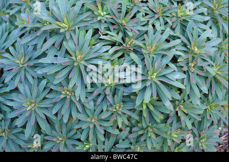 Martins Wolfsmilch kühlen grünen Blätter Nahaufnahme Euphorbia martini Stockfoto