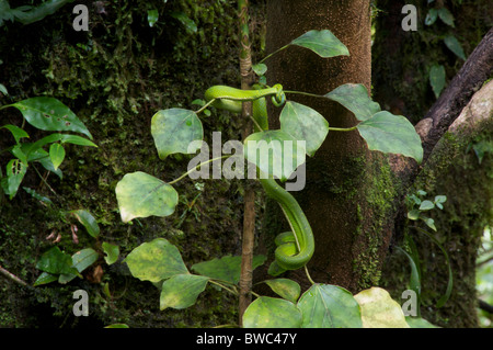 Eine Seite gestreift Palm Grubenotter (Bothriechis Lateralis) hängt seinen Schwanz an der Monteverde Cloud Forest Reserve, Costa Rica. Stockfoto