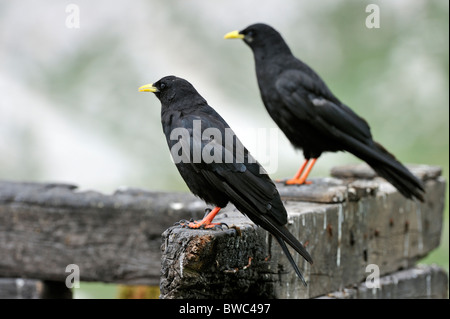 Alpine Alpenkrähen / Yellow-billed Nebelkrähen (Pyrrhocorax Graculus) thront auf Holzzaun, Dolomiten, Italien Stockfoto